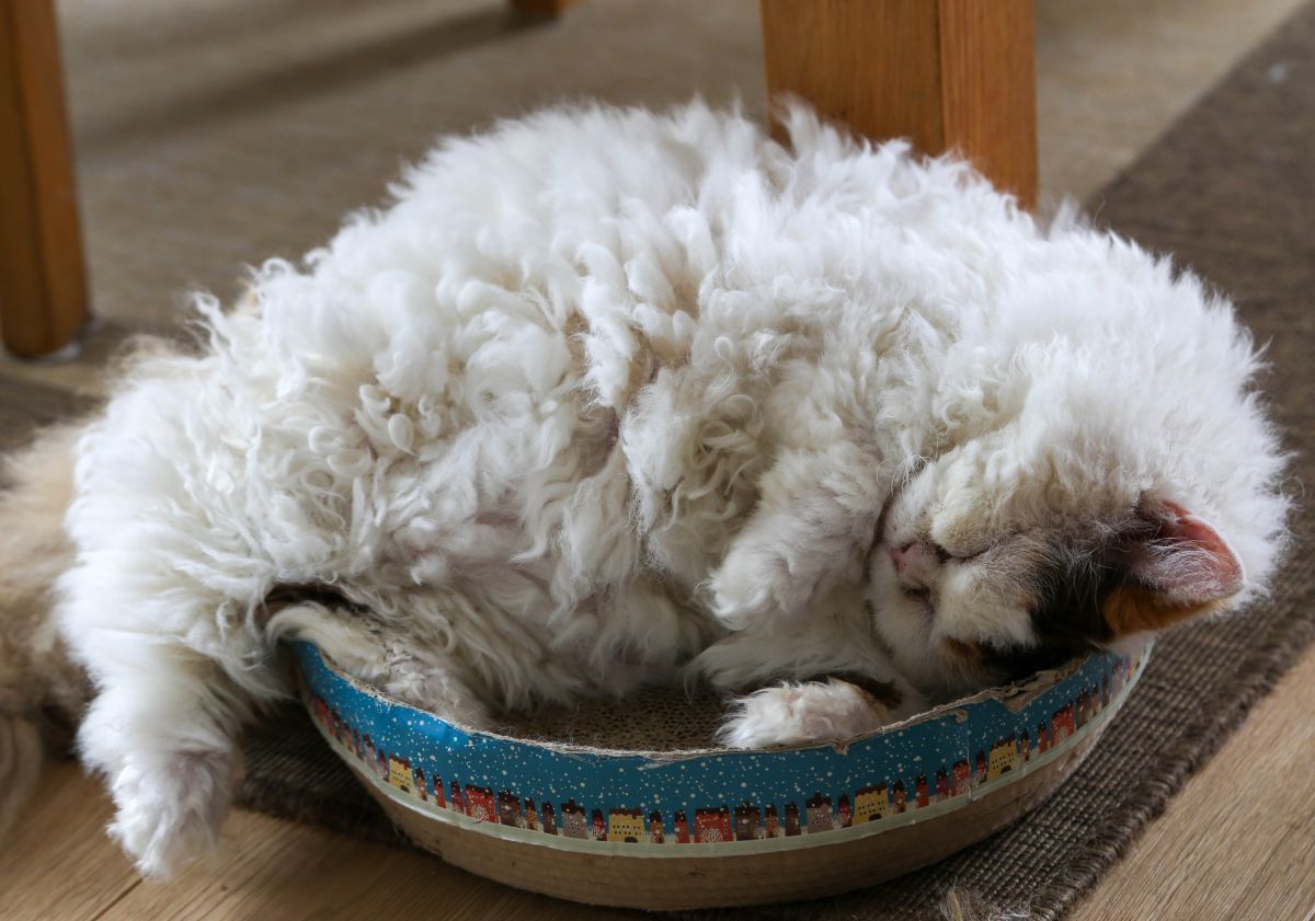 Selkirk Rex couché dans une panière