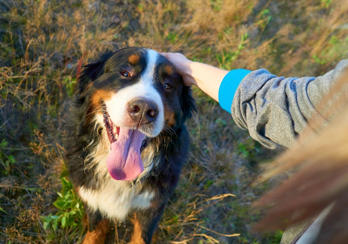 bouvier bernois en randonnée avec son maître