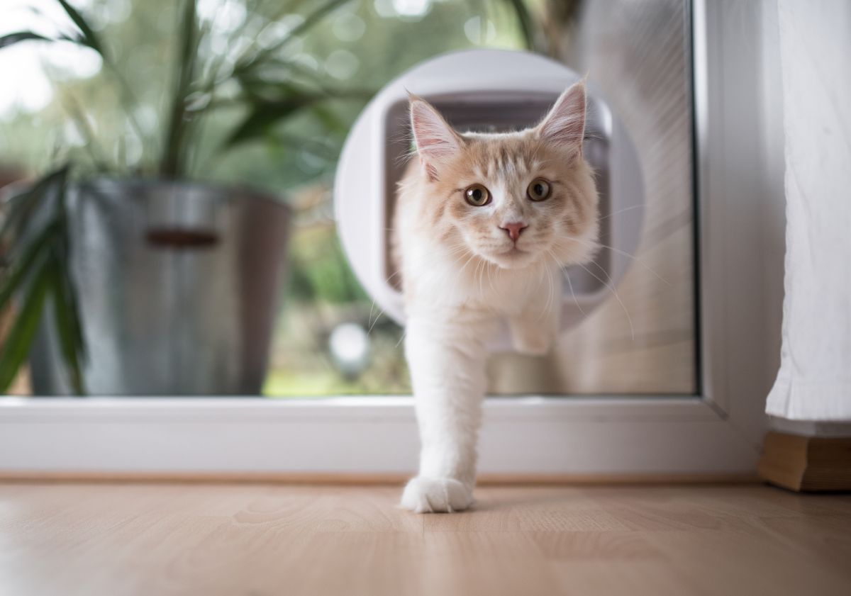chat entrant à la maison par la chattière