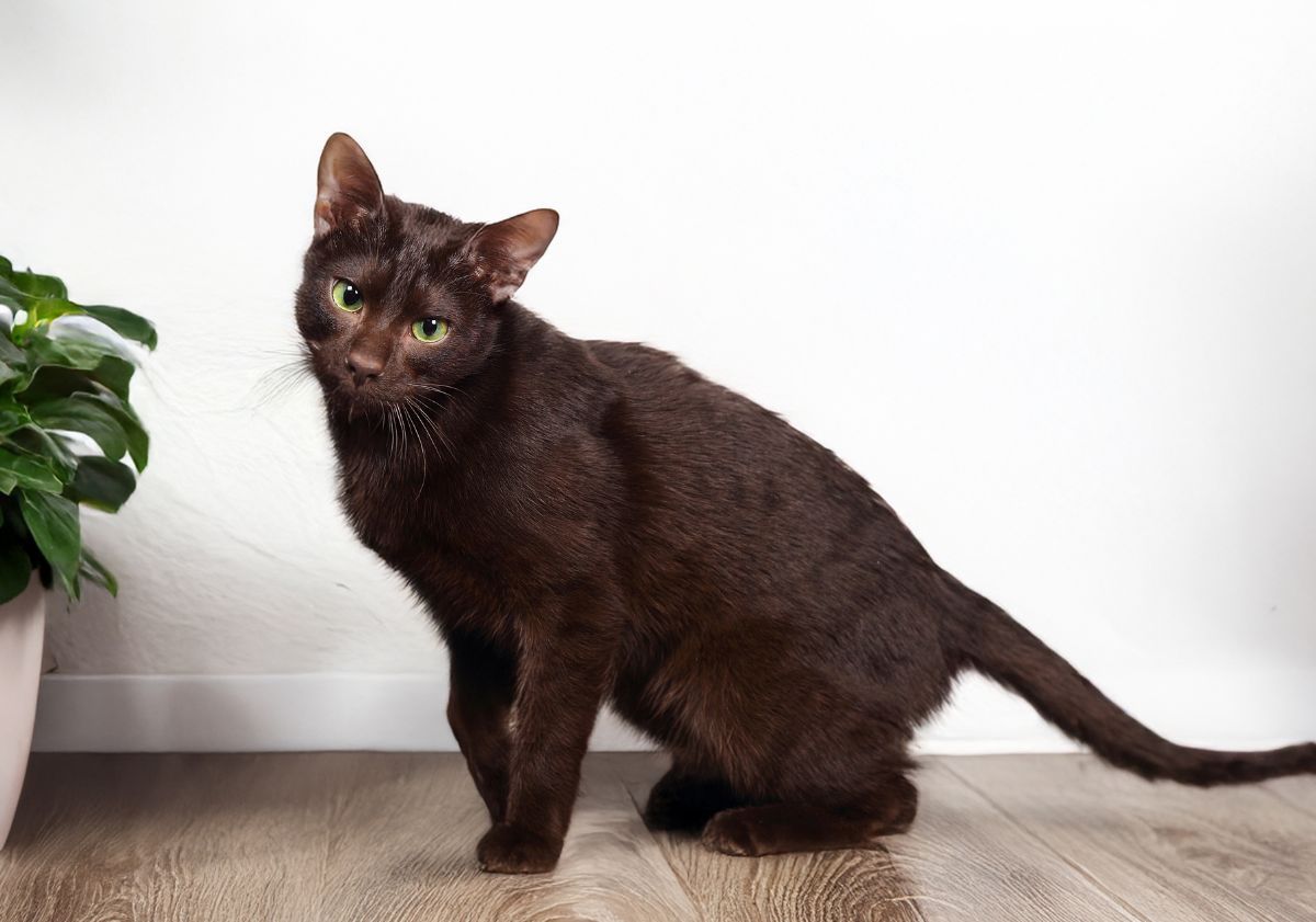 chat havana brown devant un mur blanc
