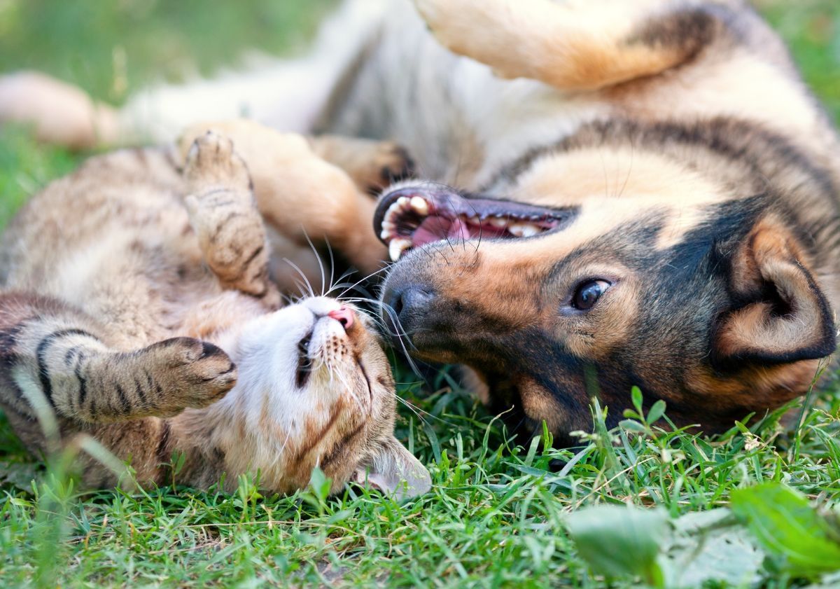 chien et chat jouant dans le jardin