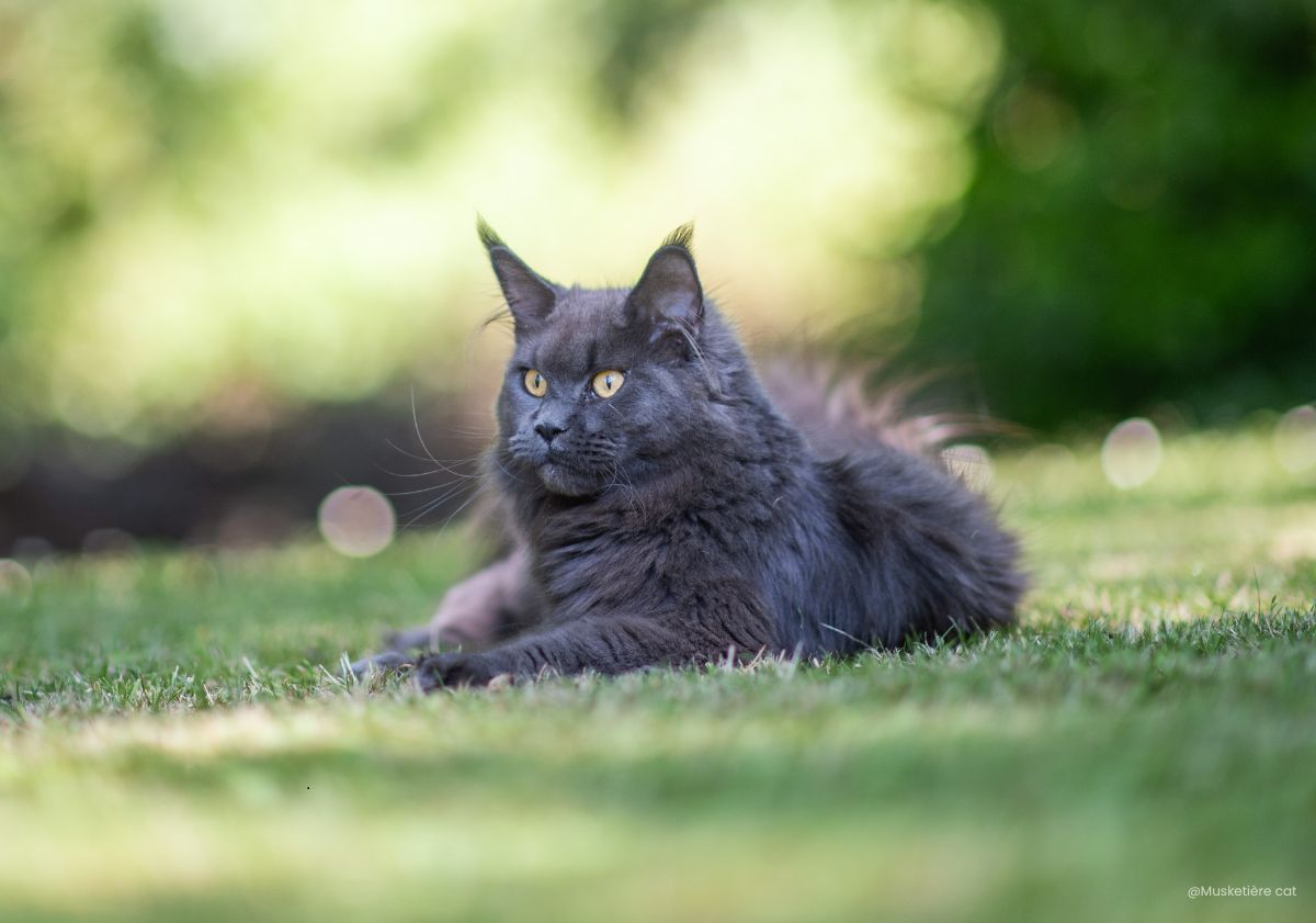 maine coon gris allongé dans l'herbe