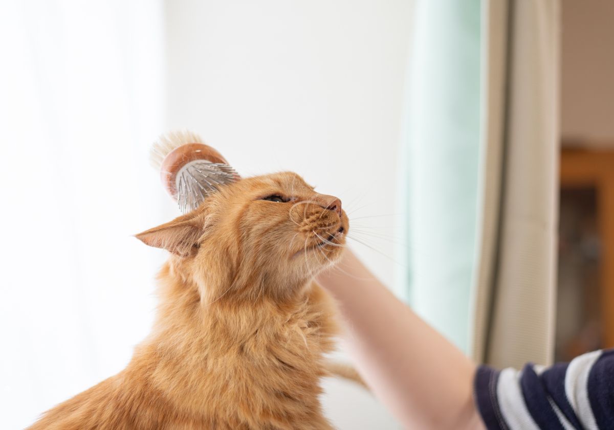 chat se faisant brosser