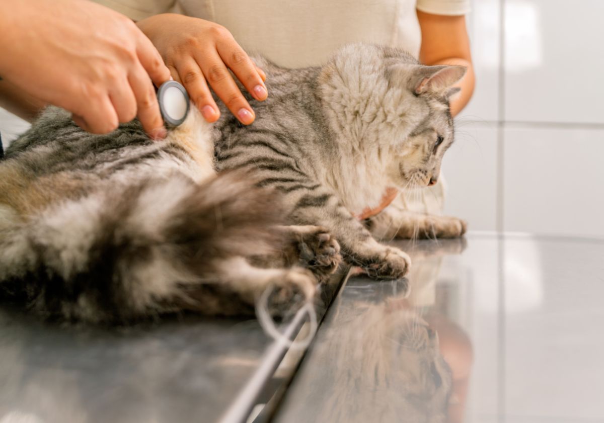 consultation vétérinaire chat