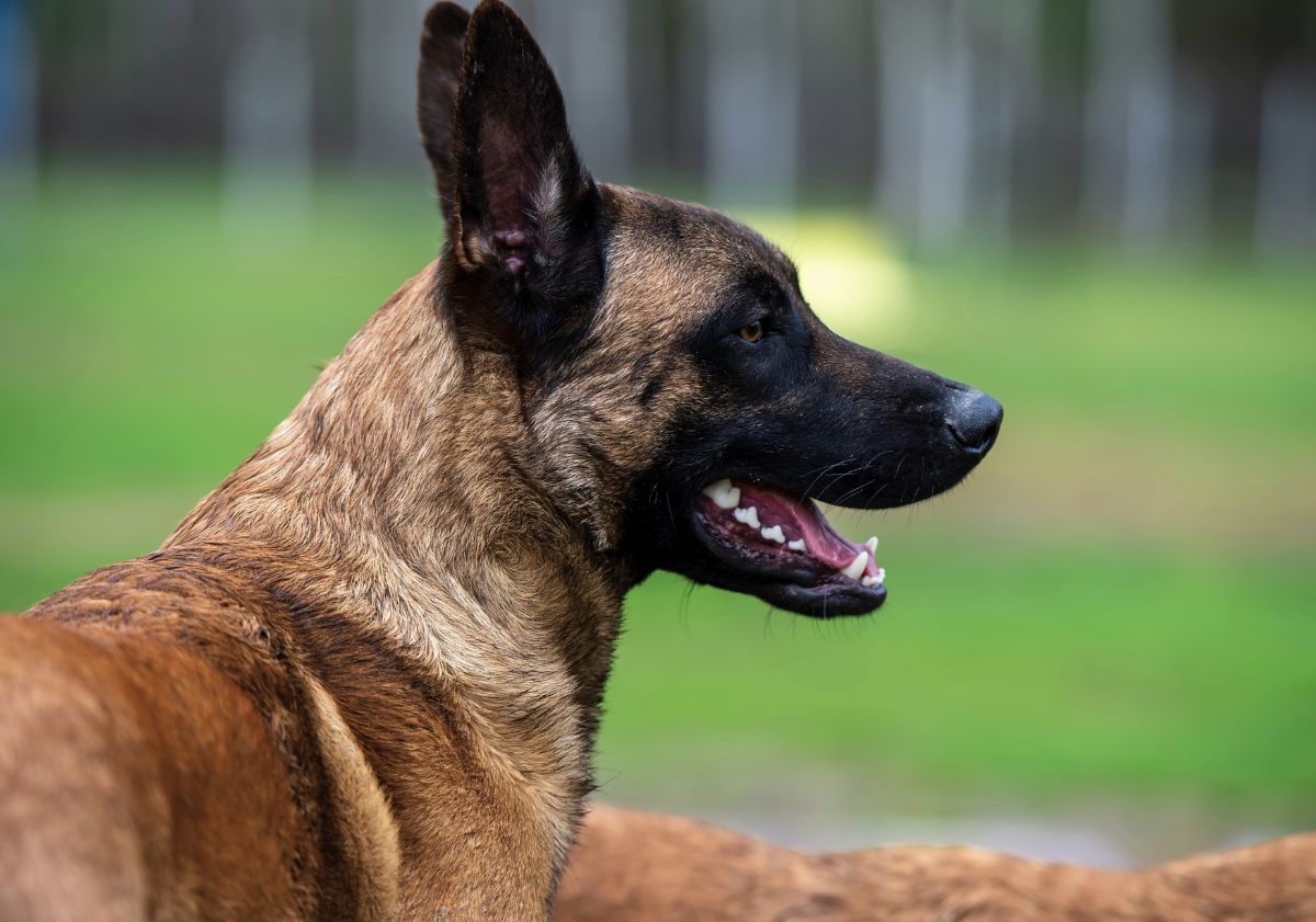 malinois berger belge fauve à tête noire allongé par terre