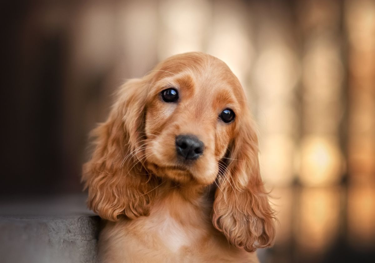 Guide pour adopter un chien de taille moyenne - Blog Ultra Premium Direct, image size:1200x841