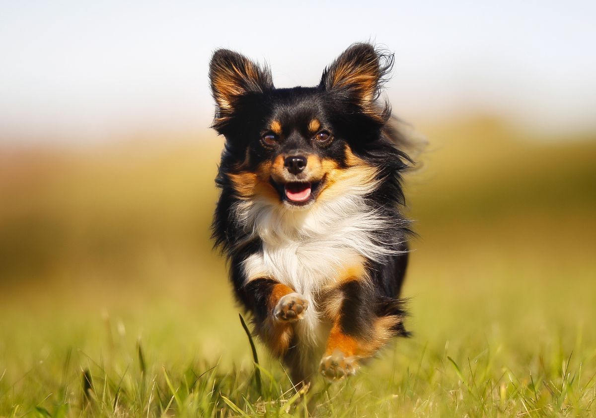 chihuahua tricolore courant dans l'herbe