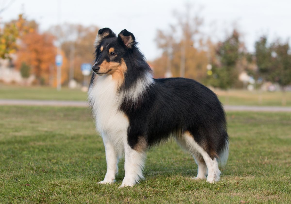 colley tricolore dans un parc