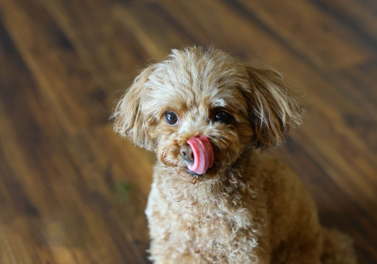 caniche se léchant les babines