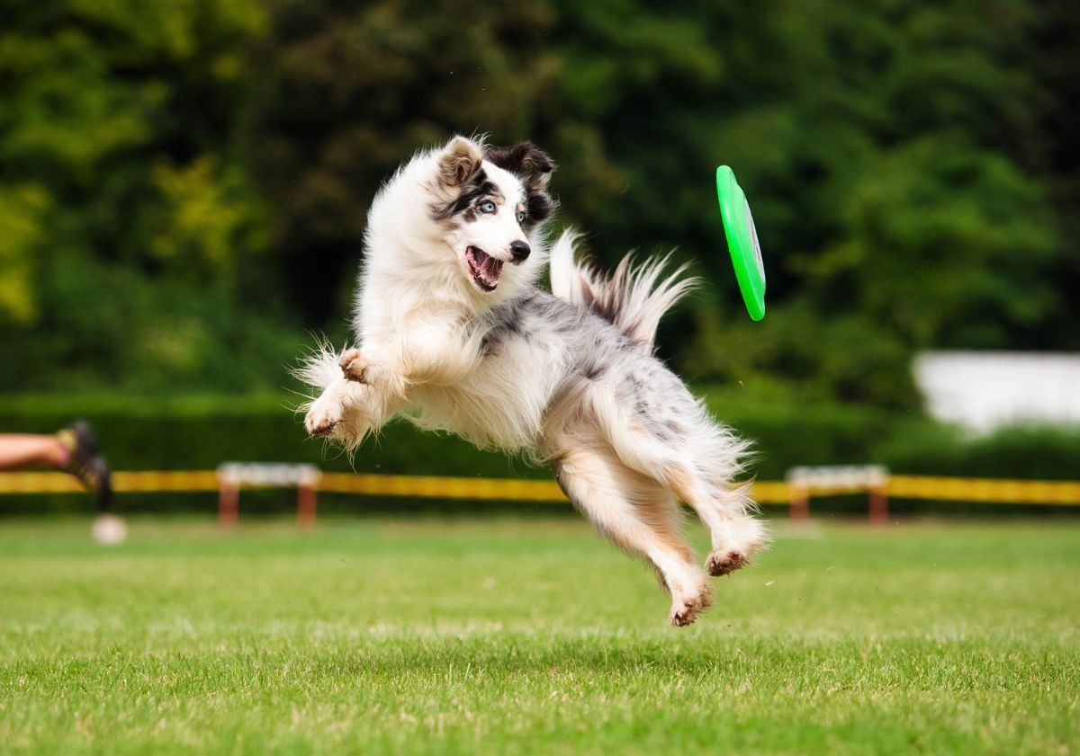 berger australien jouant au frisbee