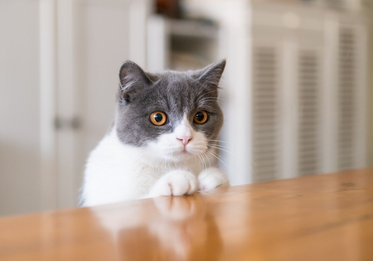 chat avec les pattes sur la table