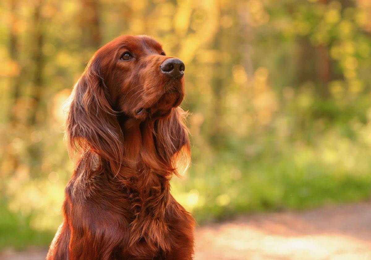 setter irlandais devant une forêt