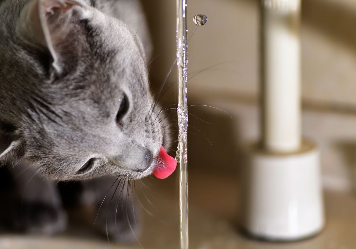 chat gris buvant de l'eau au robinet