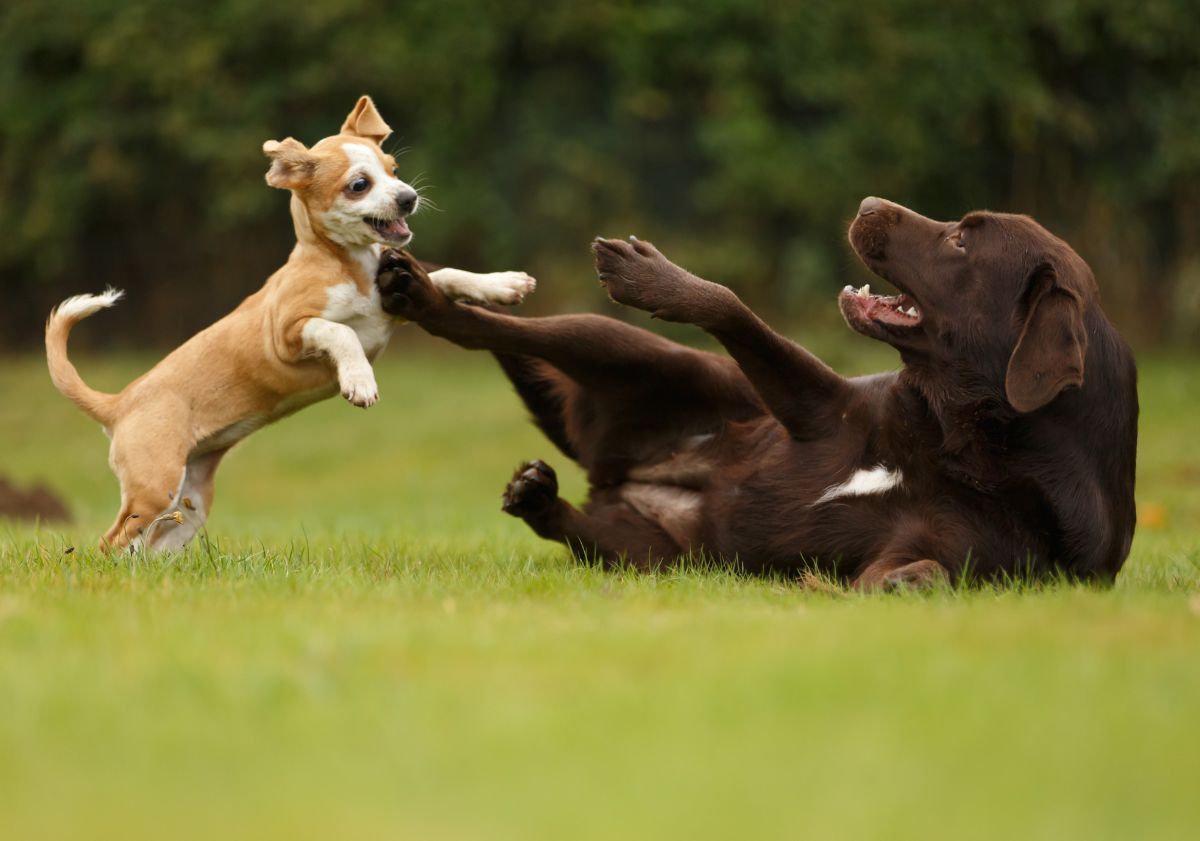 deux chiens jouant dans un pré