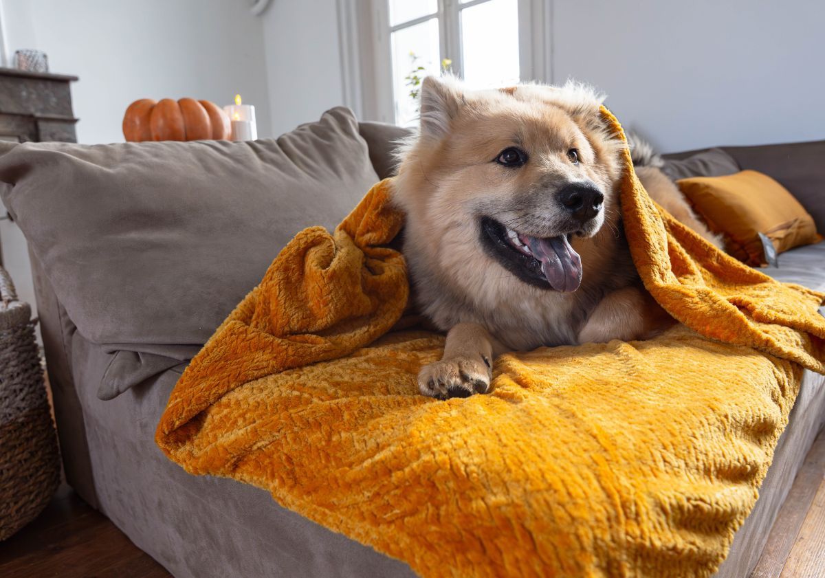 chien sur un plaid aux couleurs d'automne