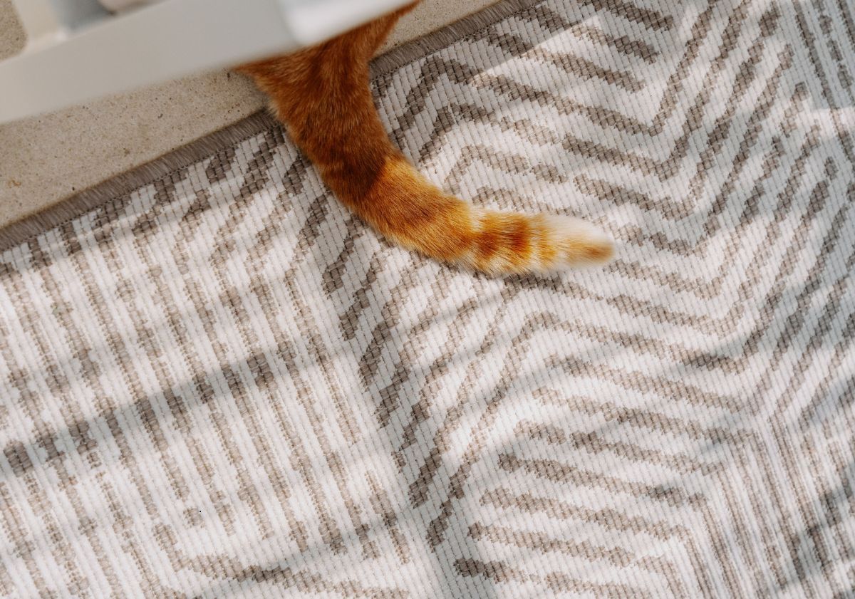 queue de chat sur une serviette en été