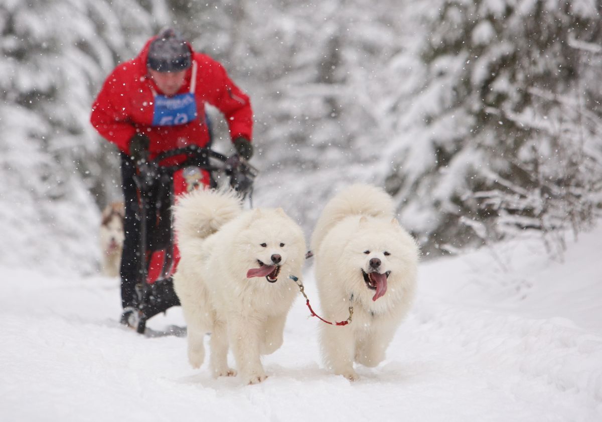 deux chiens blancs faisant du skijöring