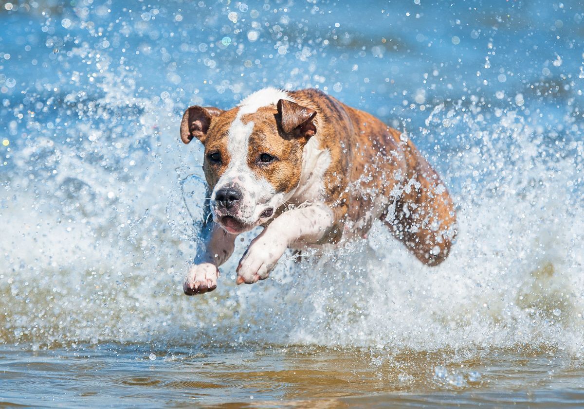 chien blanc et beige courant dans l'eau