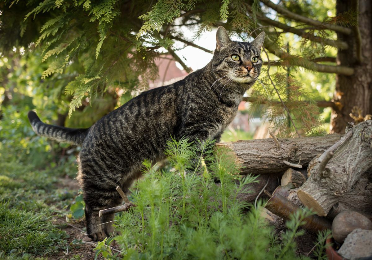 chat tabby dans la forêt