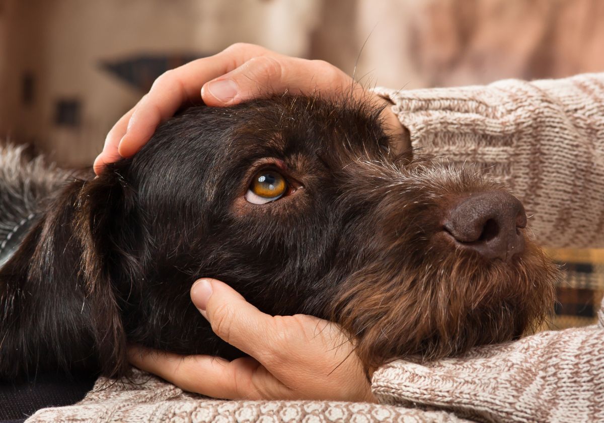 chien faisant un câlin à son maître