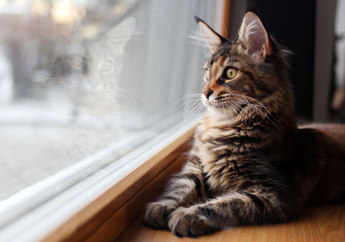 chat regardant par la fenêtre