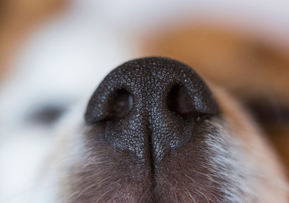truffe de chien zoomée