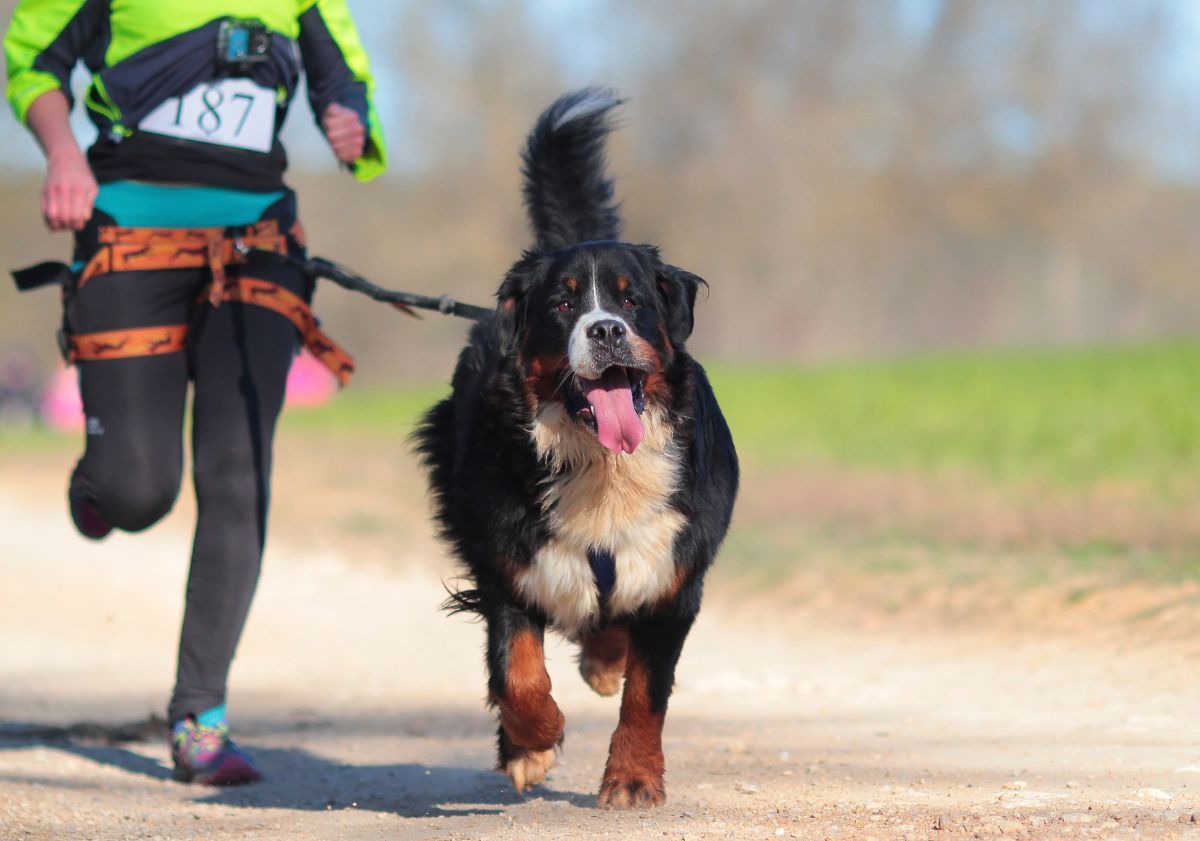 bouvier bernois faisant du canicross avec son maître