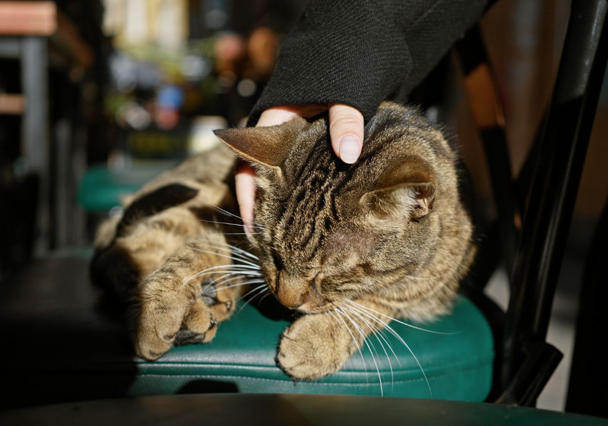chat allongé sur une chaise se faisant caliner