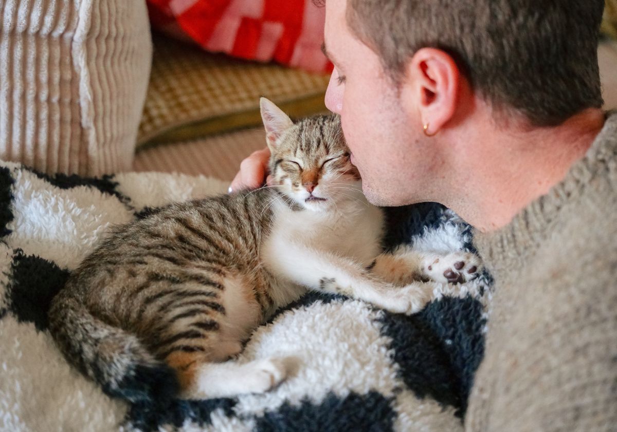 chat recevant un bisou de son propriétaire