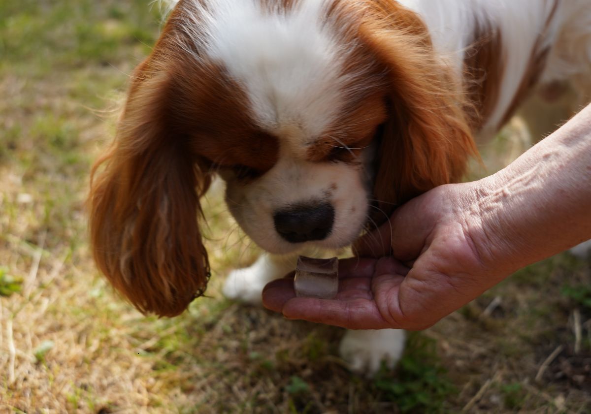 cavalier king charles roux et blanc léchant un glaçon