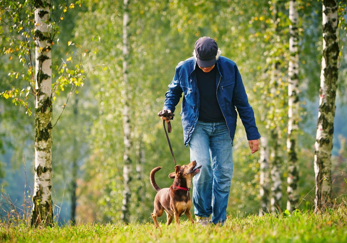 petit chien en promenade avec son maître