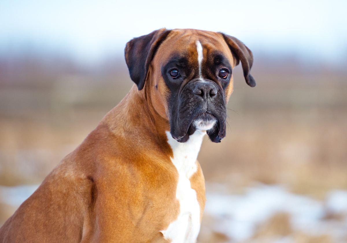 boxer assis