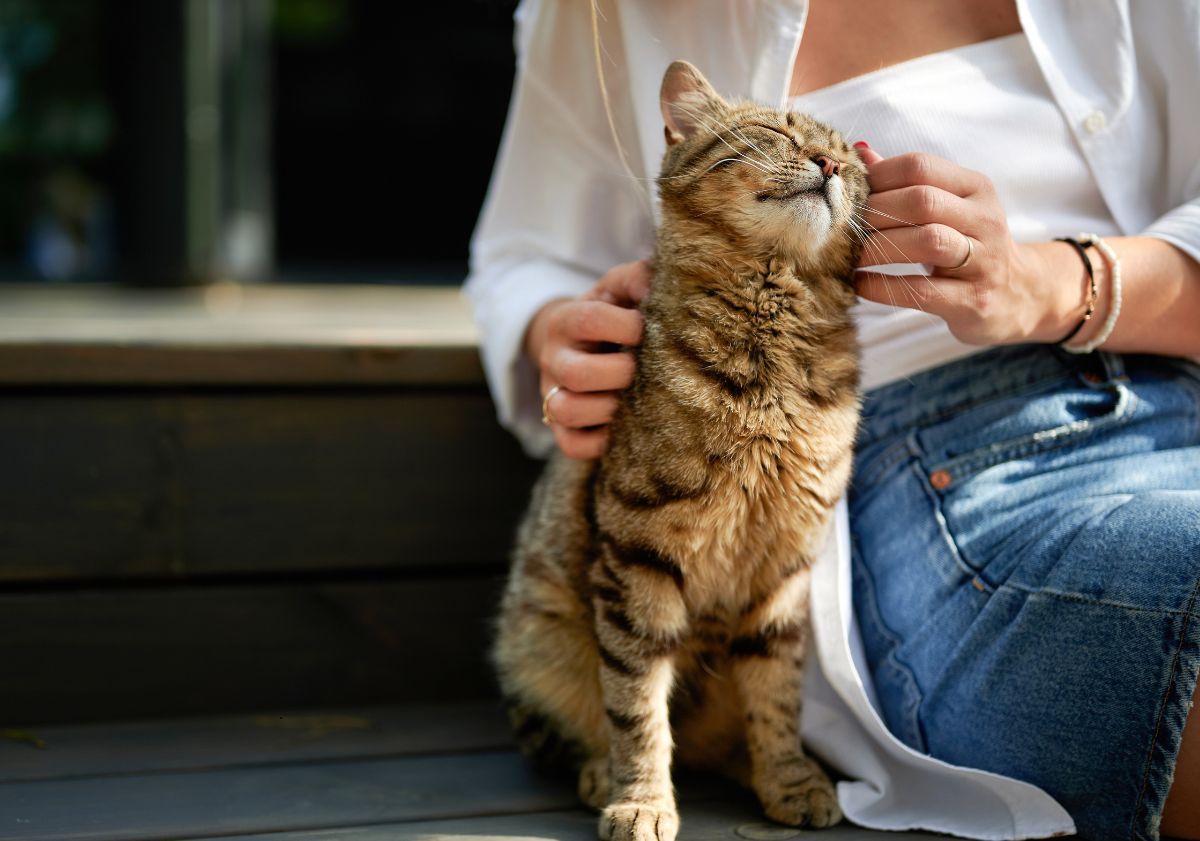 chat faisant un câlin à sa maîtresse