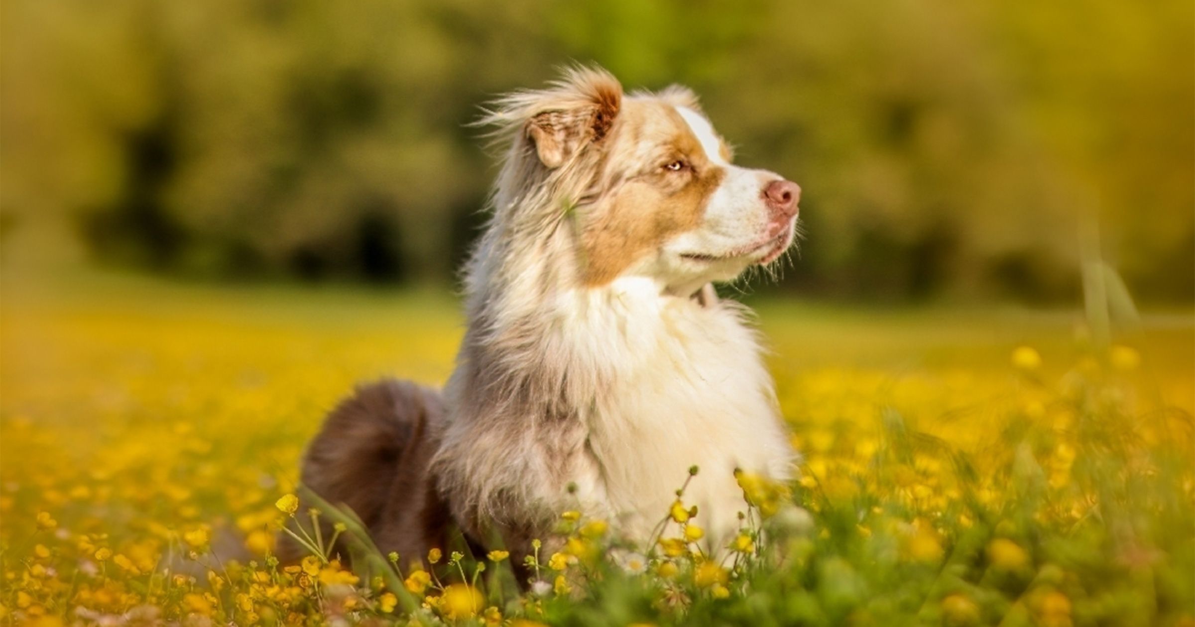 Berger Australien : origines, caractéristiques, santé et alimentation -  Blog Ultra Premium Direct, image size:2400x1260