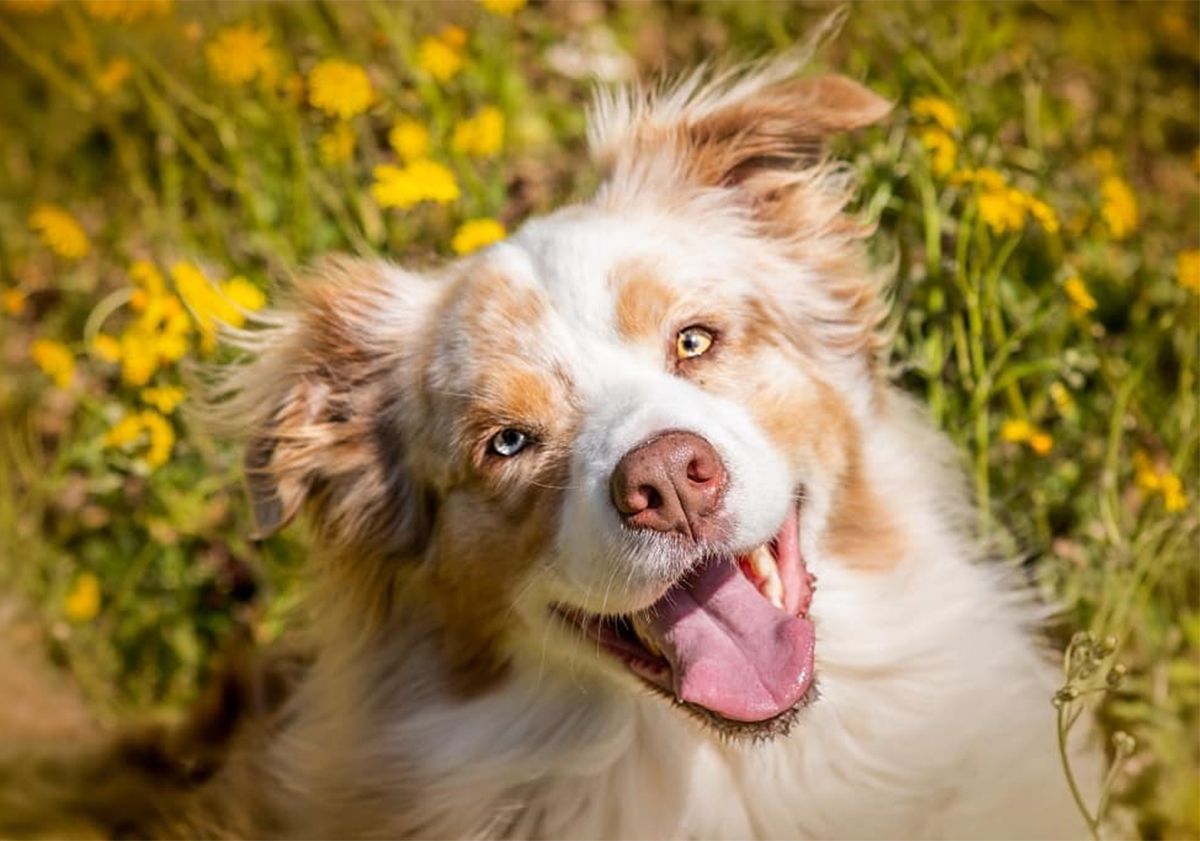 Berger Australien, en extérieur, regardant l'objectif