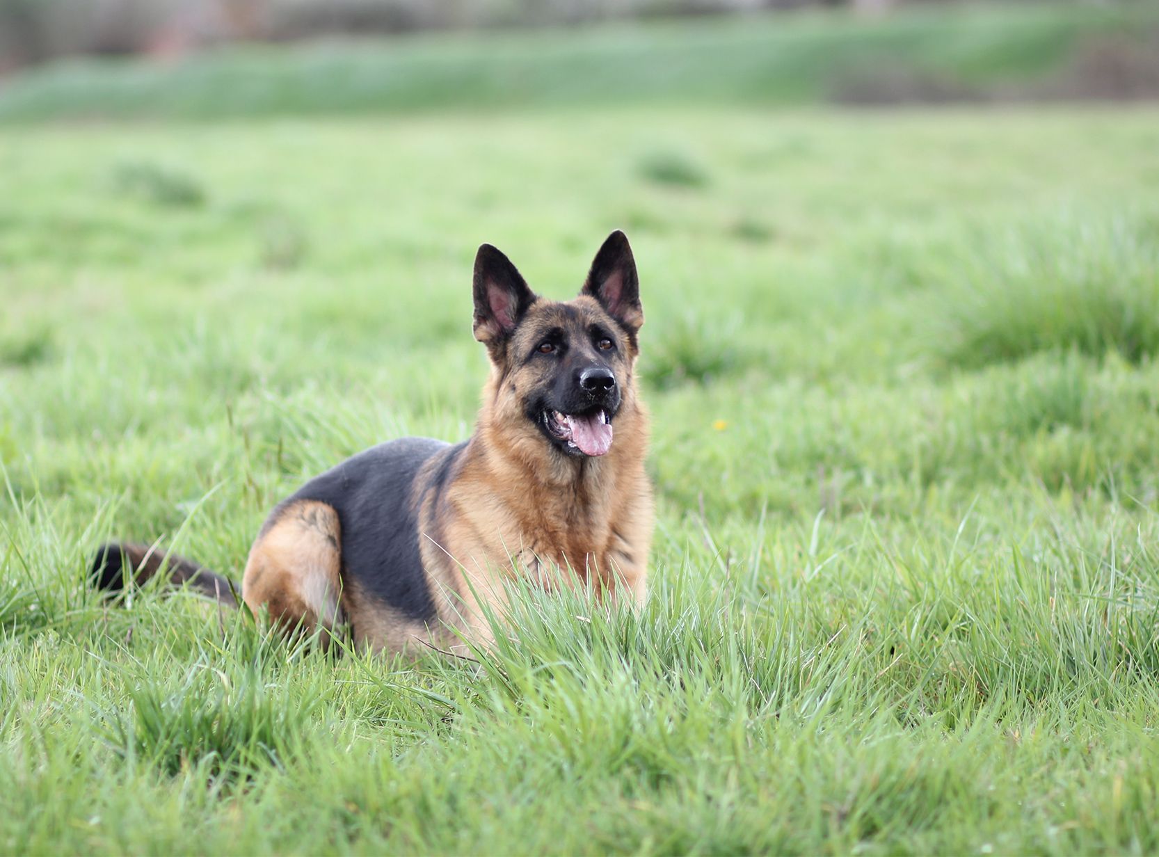 Le Chien de Berger Allemand