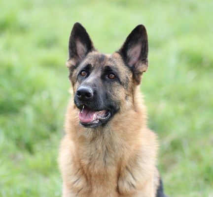 Berger Allemand en pleine nature