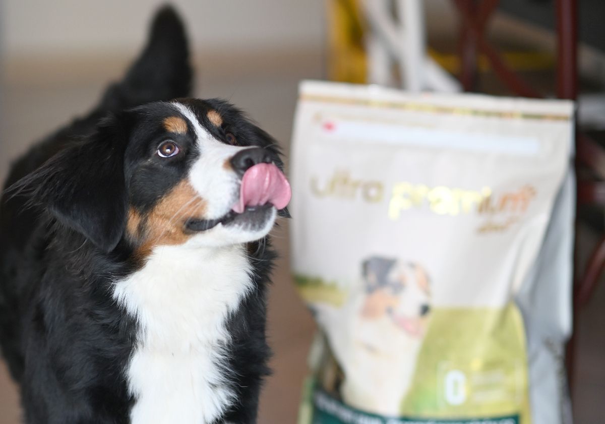 Un chien, la langue tirée, près d'un sac de croquettes Ultra Premium Direct