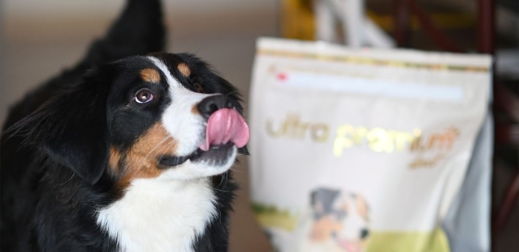 Un chien, la langue tirée, près d'un sac de croquettes Ultra Premium Direct