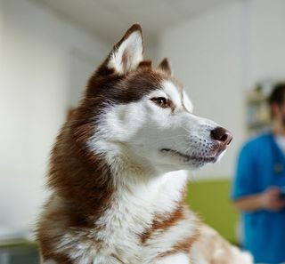 Chien chez le vétérinaire