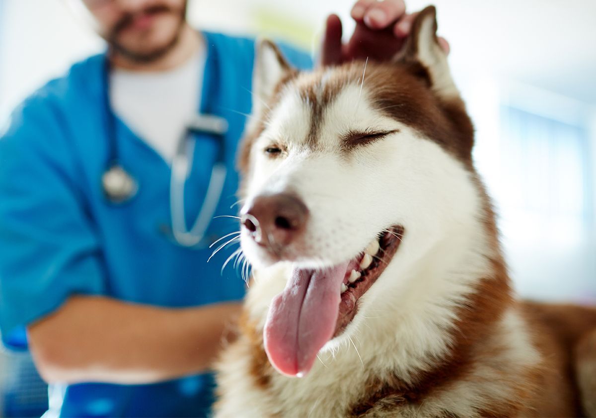 Chien se faisant ausculter par un vétérinaire