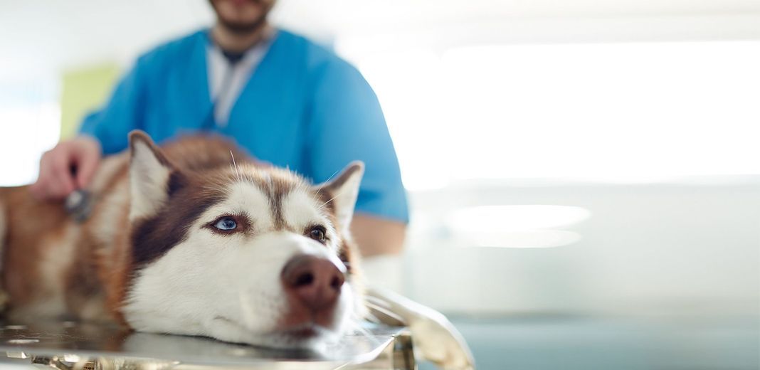 Chien se faisant ausculter par un vétérinaire