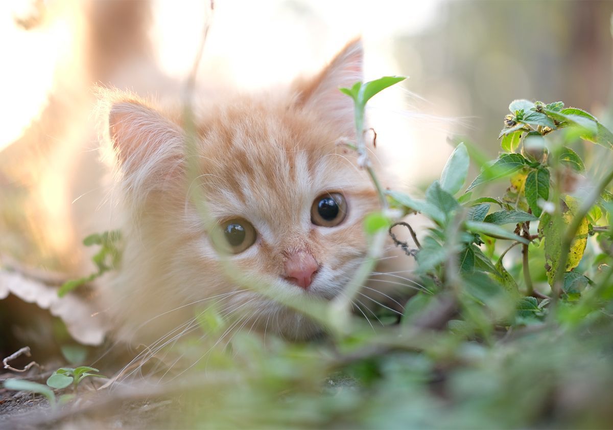 Chaton roux allongé dans la nature