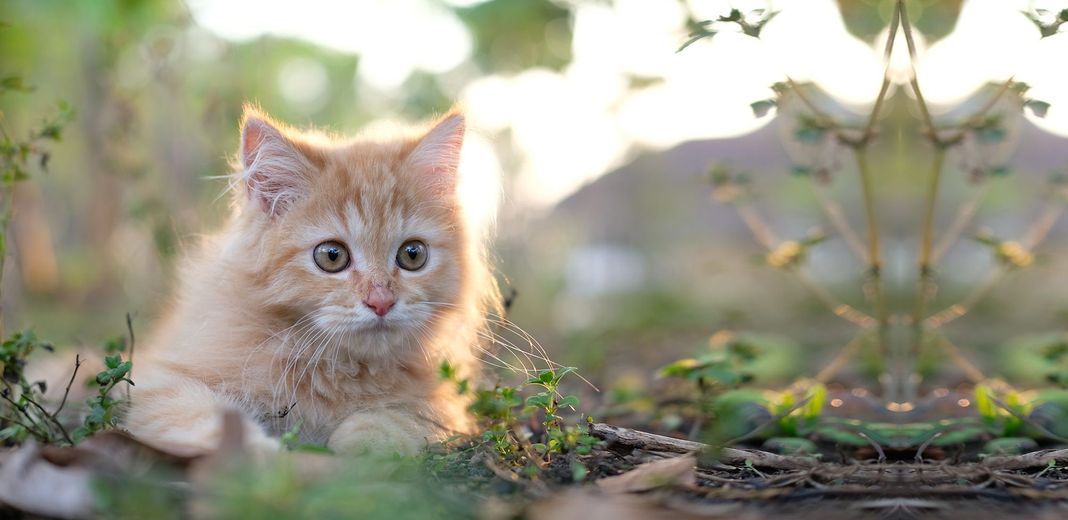 Promener son chat en laisse : bonne ou mauvaise idée ?