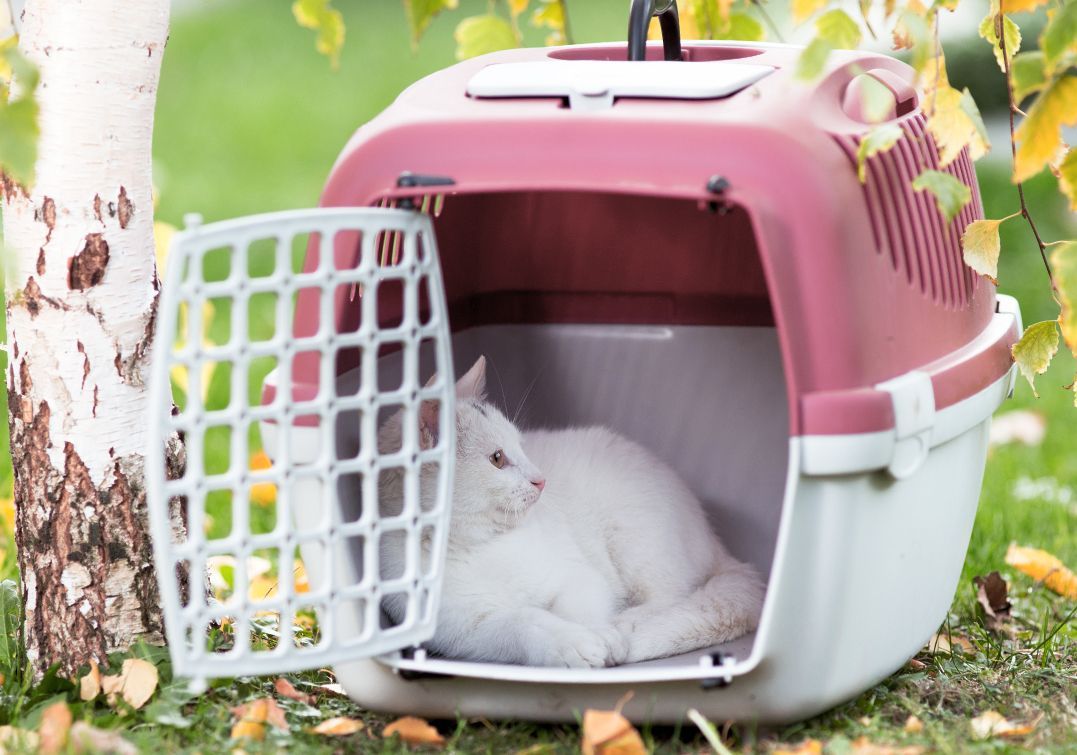 Chat blanc dans sa cage de transport