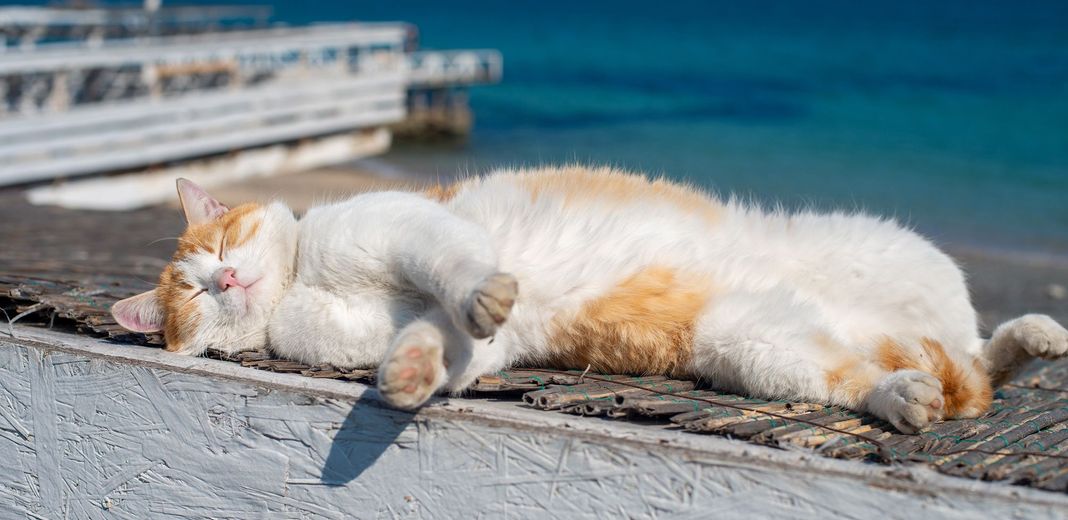 Chat dormant en extérieur, proche de la mer