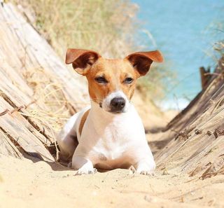 Jack Russel dans le sable