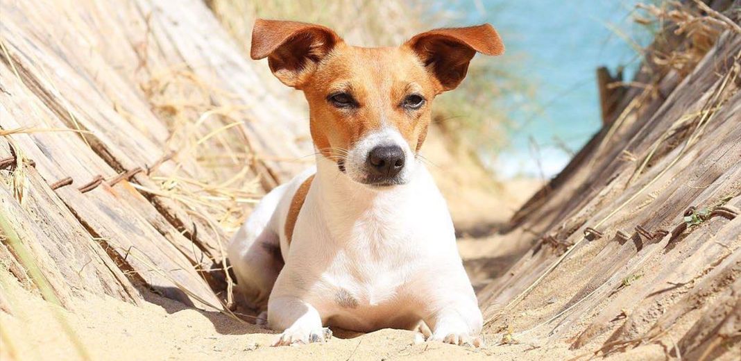 Jack Russel couché dans le sable