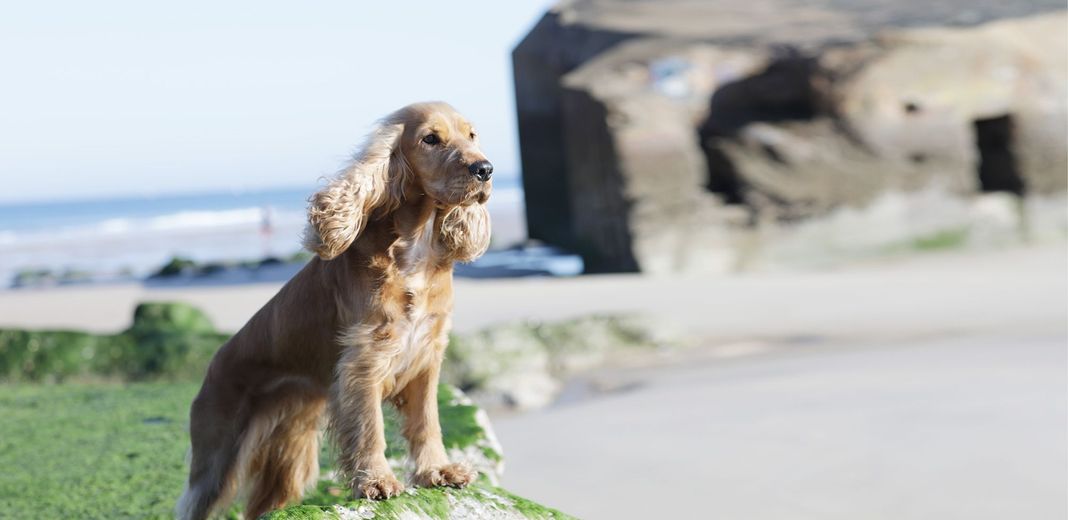 Cocker en plein air