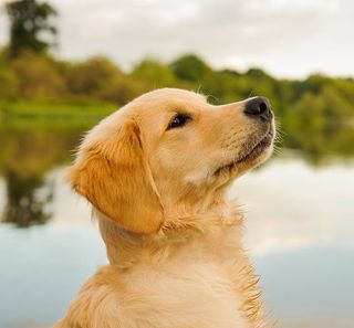 Jeune chien en plein air